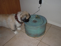 dog with his new pet drinking fountain